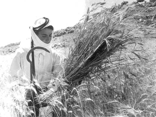 The wheat harvest